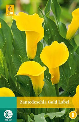 Jub - Zantedeschia gold label, 1 bloembol
