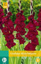 Jub - Gladiolus black surprise, 7 bloembollen