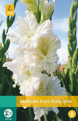 Jub - Gladiolus ivory perfection, 7 bloembollen