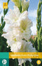 Jub - Gladiolus ivory perfection, 7 bloembollen