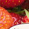 Jub - Fragaria senga sengana, 5 bloembollen