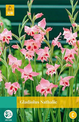 Jub - Gladiolus nathalie, 10 bloembollen