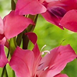 Jub - Gladiolus vulcano, 10 bloembollen