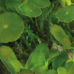Aquadistri - Ap-ball hydrocotyle verticillata Aquafleur
