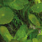 Aquadistri - Ap-ball hydrocotyle verticillata Aquafleur