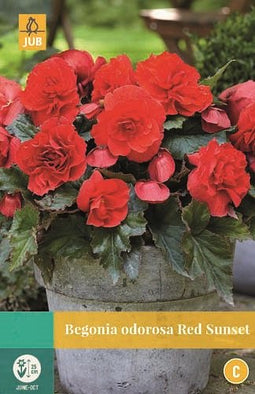 Jub - Begonias Cascade Odorosa Red Sunset