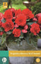 Jub - Begonias Cascade Odorosa Red Sunset