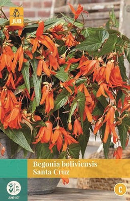 Jub - Begonia Boliviensis Santa Cruz