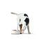 Voerbak voor honden Hunter Zwart 1,4 L Melamine