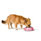 Voerbak voor honden Hunter Chester Roze 160 ml