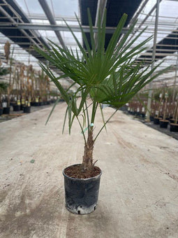 Oosterik home - Trachycarpus Fortunei 10 liter pot