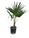 Oosterik home - Trachycarpus Fortunei 10 liter pot