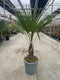 Oosterik home - Trachycarpus Fortunei 15 liter pot