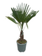 Oosterik home - Trachycarpus Fortunei 15 liter pot