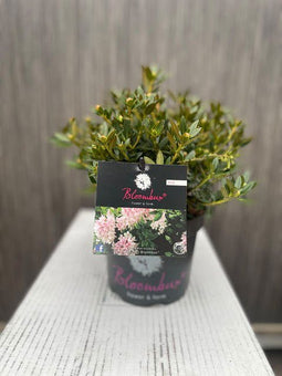 Oosterik home - Blomux Magenta I