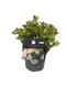 Oosterik home - Blomux Magenta I