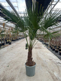 Oosterik home - Trachycarpus Fortunei 25 liter pot