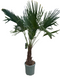 Oosterik home - Trachycarpus Fortunei 25 liter pot