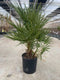Oosterik home - Chamaerops humilis 10 liter pot
