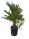 Oosterik home - Chamaerops humilis 10 liter pot