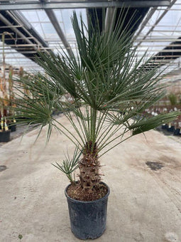 Oosterik home - Chamaerops humilis 18 liter pot