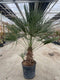 Oosterik home - Chamaerops humilis 18 liter pot