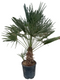 Oosterik home - Chamaerops humilis 18 liter pot
