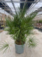 Oosterik home - Chamaerops humilis 25 liter pot