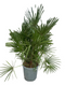 Oosterik home - Chamaerops humilis 25 liter pot