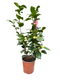 Oosterik home - Camelia Japonica