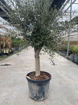 Oosterik home - Olea europaea II