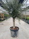Oosterik home - Olea europaea II