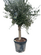 Oosterik home - Olea europaea II