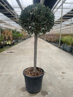Oosterik home - Olea europaea I