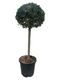 Oosterik home - Olea europaea I