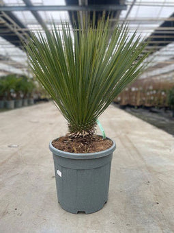 Oosterik home - Yucca rostrata 20 liter pot