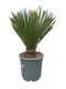 Oosterik home - Yucca rostrata 20 liter pot