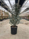 Oosterik home - Eucalyptus gunnii Azura 10 liter pot