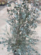 Oosterik home - Eucalyptus gunnii Azura 10 liter pot