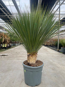 Oosterik home - Yucca rostrata 25 liter pot