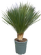 Oosterik home - Yucca rostrata 25 liter pot