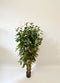 Oosterik home - Dracaena surculosa 150 cm kunstplant Oosterik Home