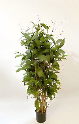 Oosterik home - Dracaena surculosa 120 cm kunstplant Oosterik Home