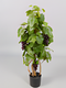 Oosterik home - Bonsai 90 cm kunstplant Oosterik Home