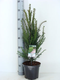 Warentuin natuurlijk - Taxus baccata 50-60 cm