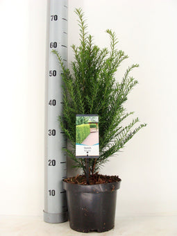 Warentuin natuurlijk - Taxus baccata 40-50 cm