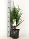 Warentuin natuurlijk - Taxus baccata 40-50 cm
