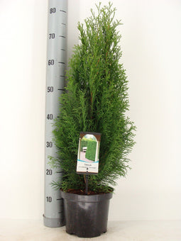 Warentuin natuurlijk - Thuja occidentalis Smaragd 50-60 cm
