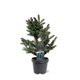 Warentuin natuurlijk - Abies koreocarpa Frosty 40-50 cm Conifeer