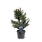 Warentuin natuurlijk - Abies koreocarpa Frosty 40-50 cm Conifeer